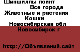 Шиншиллы пойнт ns1133,ny1133. - Все города Животные и растения » Кошки   . Новосибирская обл.,Новосибирск г.